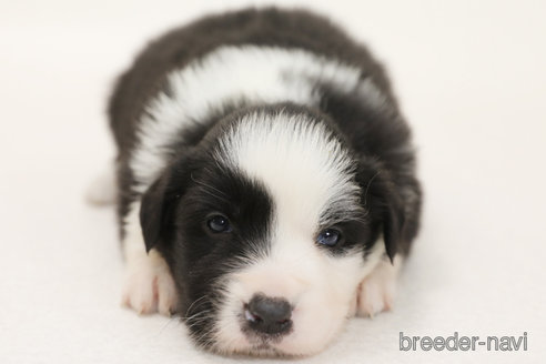 成約済の神奈川県のボーダーコリー-373748の3枚目